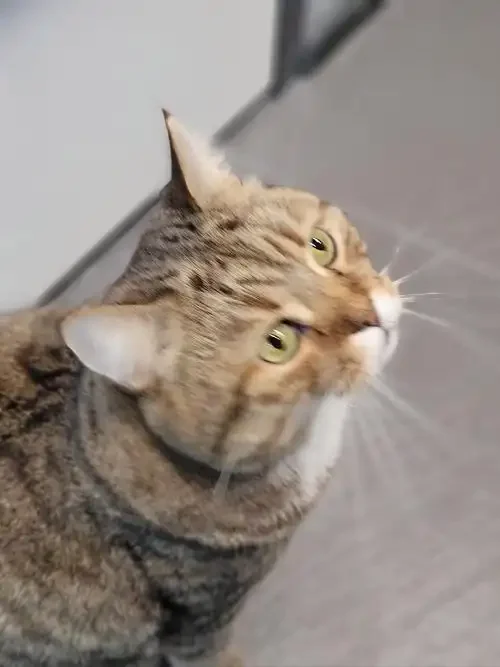 什么猫的手机卡选择指南与套餐推荐